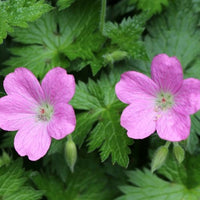 Sumpf-Storchschnabel - Geranium palustre - Bakker