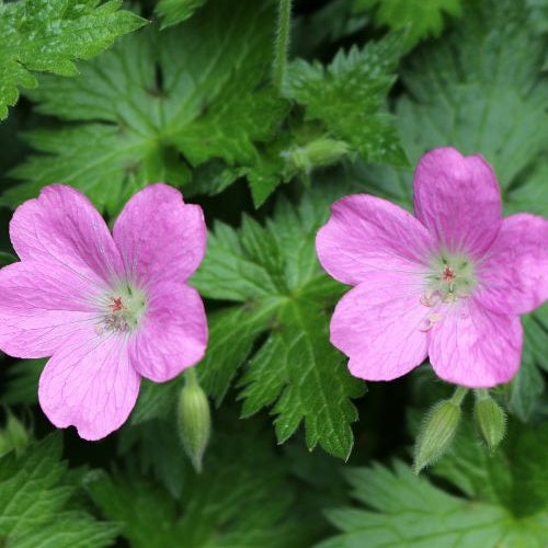 Sumpf-Storchschnabel - Geranium palustre - Bakker