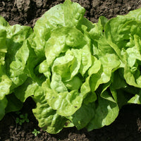 Kopfsalat 'Appia' (x6) - Bakker