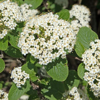 Wolliger Schneeball - Viburnum lantana - Bakker