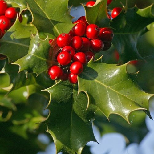 Ilex aquifolium - Stechpalme - Blühende Sträucher