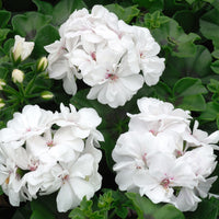 Pelargonium zonale - Beetgeranien (rot, weiß, Dark Lilac) (x6) - Geranien - Pelargonien