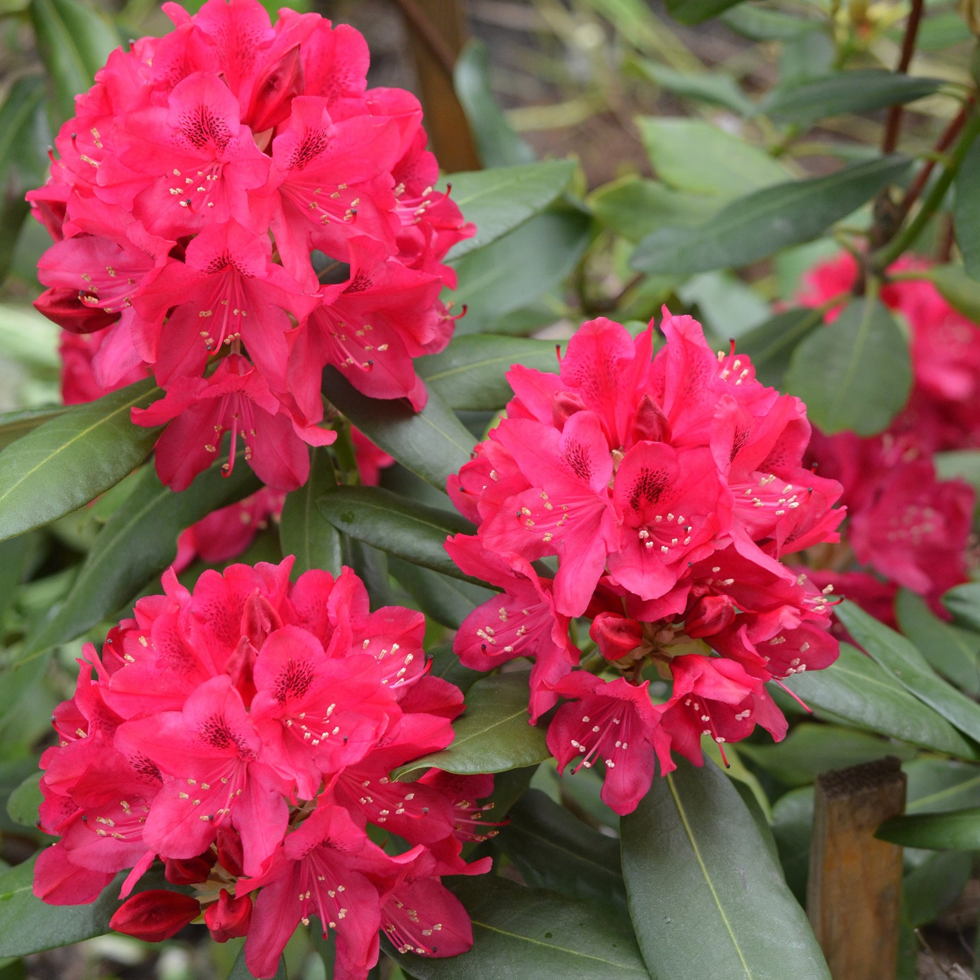 Alpenrose 'Nova Zembla' - Rhododendron Nova Zembla - Bakker