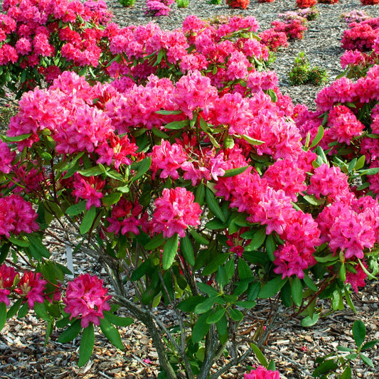Alpenrose 'Nova Zembla' - Bakker