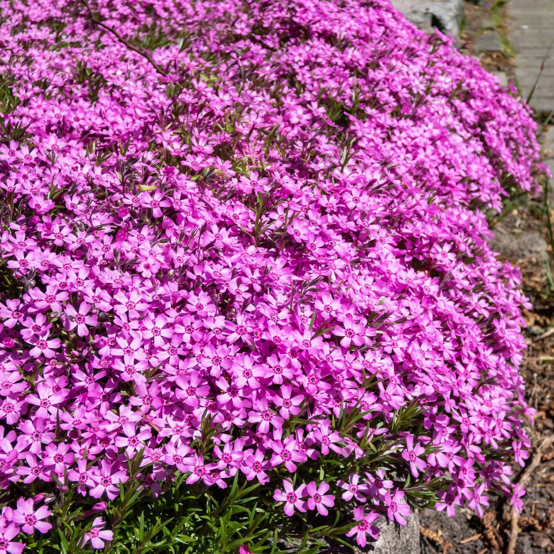 Polster-Phlox ‘McDaniel’s Cushion’ (x3) - Bakker