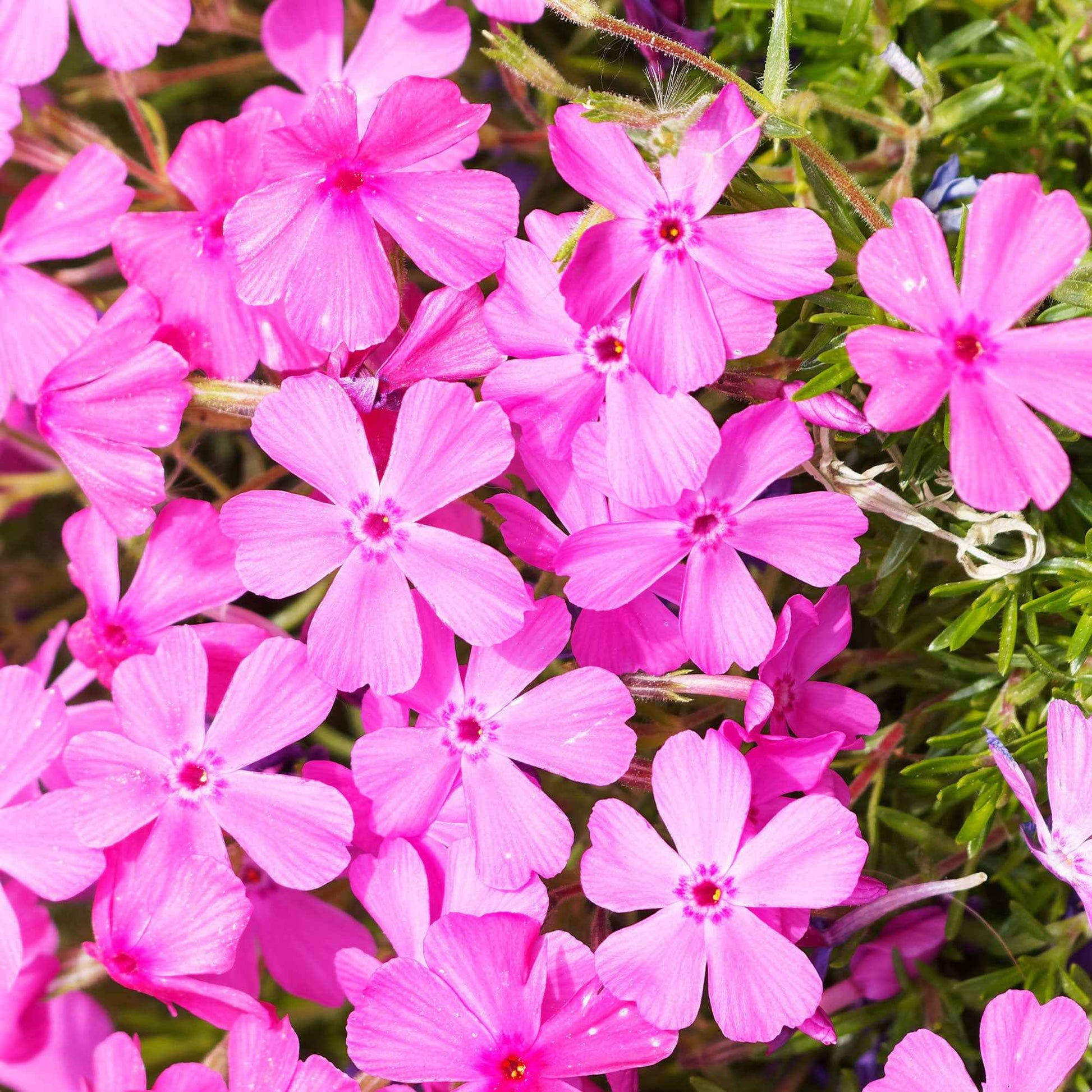 Polster-Phlox ‘McDaniel’s Cushion’ (x3) - Phlox subulata McDaniel's Cushion - Bakker