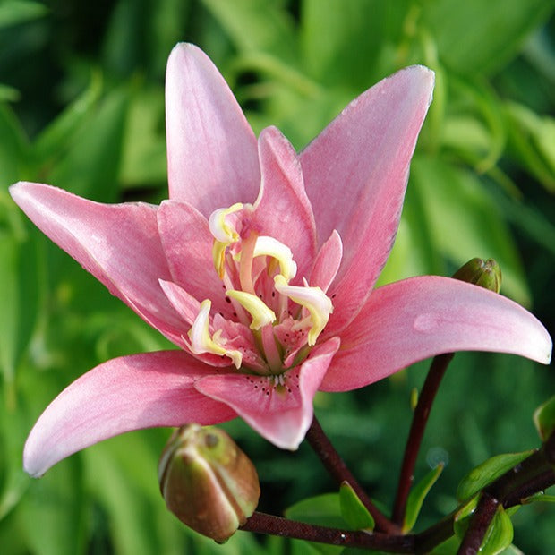 Asiatische Lilie 'Elodie' (x3) - Lilium elodie - Bakker