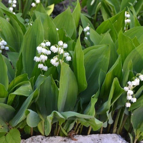 Verkauf Maiglöckchen - Convallaria majalis