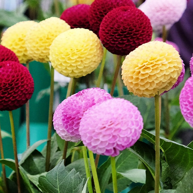 Dahlia - Pompon-Dahlien Mischung (x5) - Dahlien-Zwiebeln