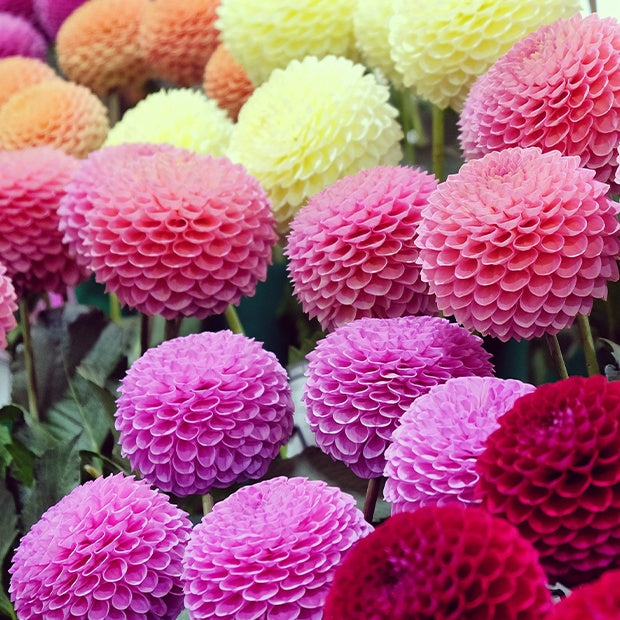 Dahlien-Zwiebeln - Pompon-Dahlien Mischung (x5) - Dahlia