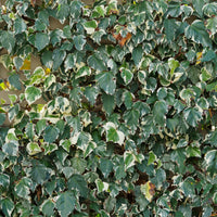Algerischer Efeu ‘Gloire de Marengo’ - Hedera algeriensis Gloire de Marengo - Bakker