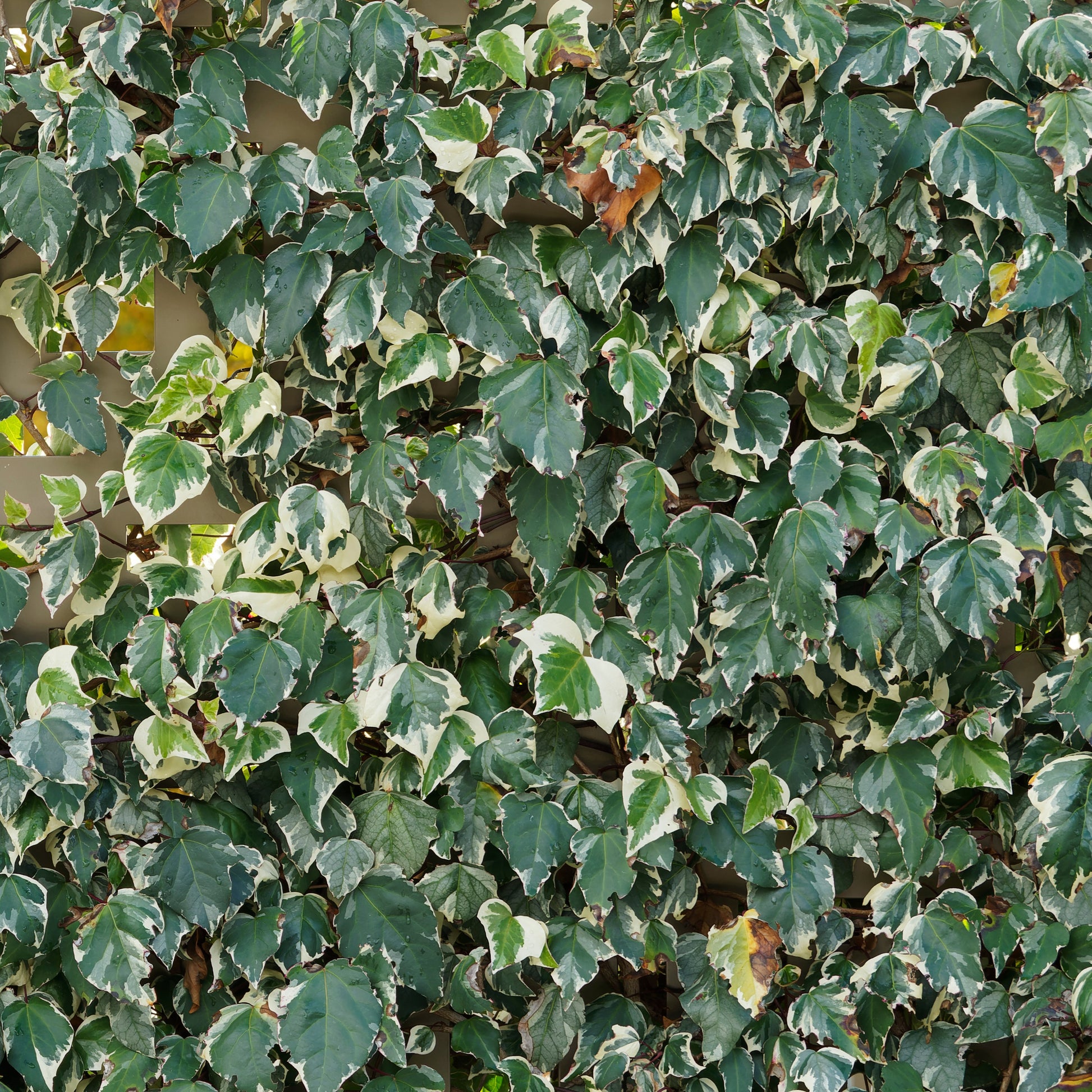 Algerischer Efeu ‘Gloire de Marengo’ - Hedera algeriensis Gloire de Marengo - Bakker