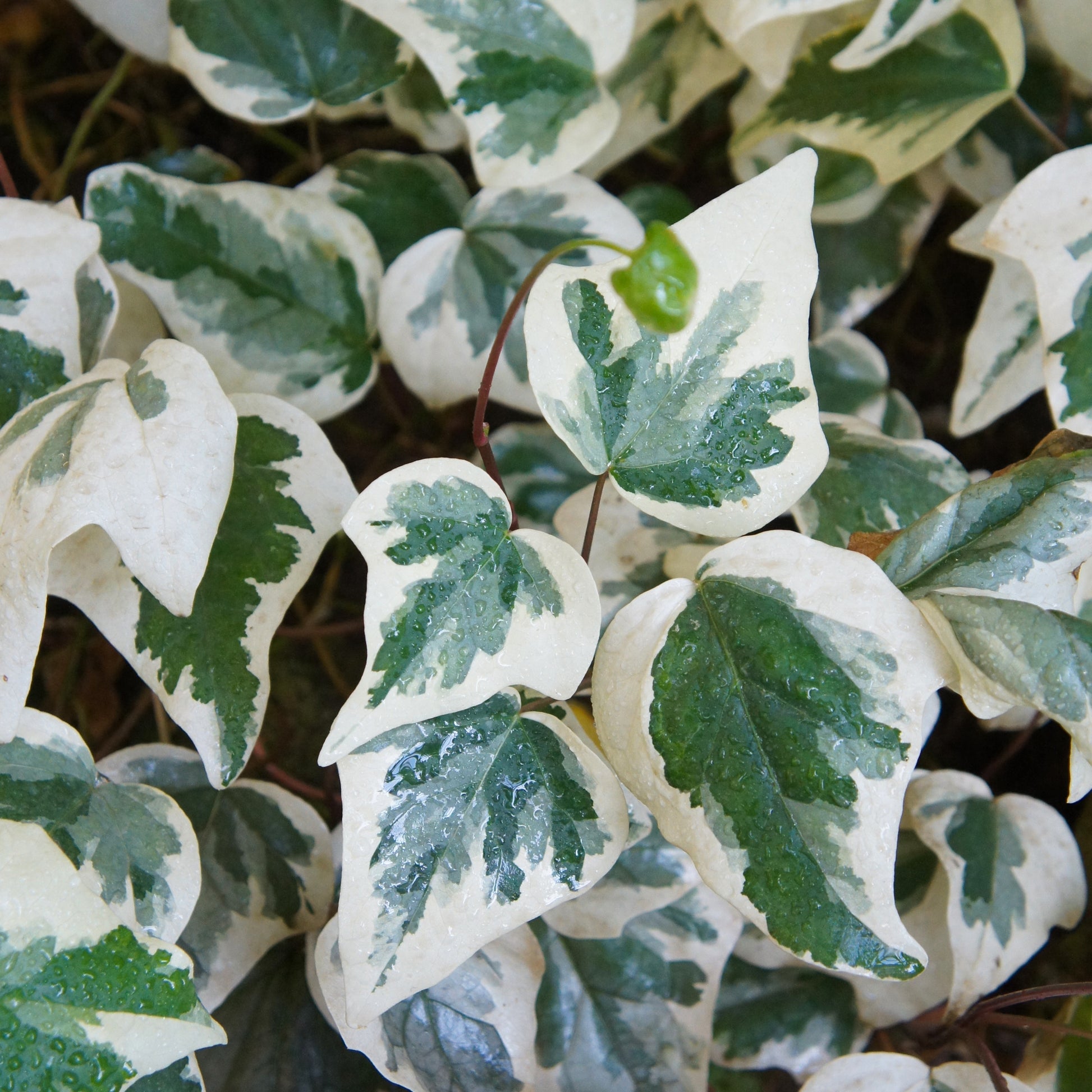 Hedera algeriensis Gloire de Marengo - Algerischer Efeu ‘Gloire de Marengo’ - Kletter-Efeu - Hedera