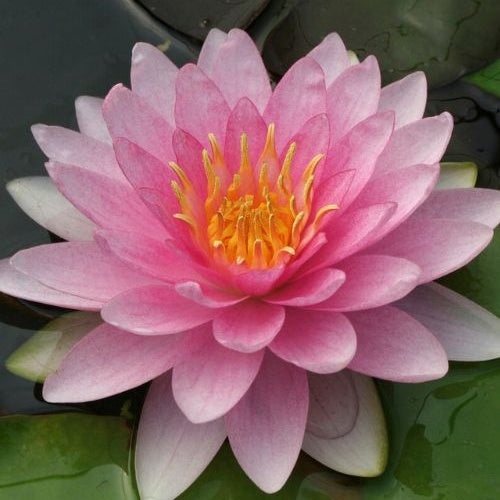 Hollandia Seerose - Nymphaea Hollandia - Bakker