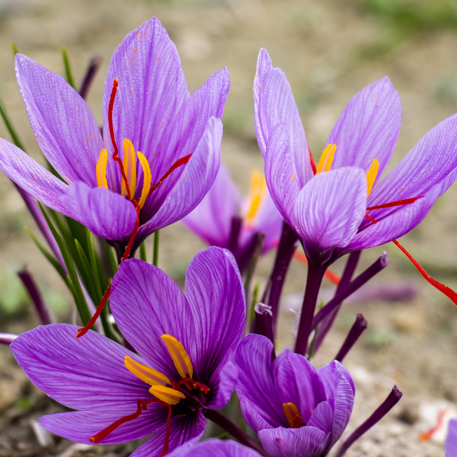 Krokus Crocus sativus (x10) - Crocus sativus - Bakker