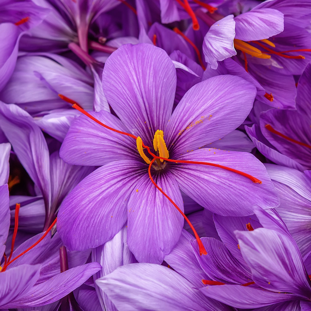 Krokus Crocus sativus (x10) - Bakker