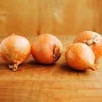 Gelbe Schalotte 'Golden Gourmet' - Allium ascalonicum golden gourmet - Bakker