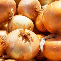 Gelbe Schalotte 'Golden Gourmet' - Bakker