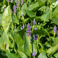 Verkauf Hechtkraut - Pontederia cordata