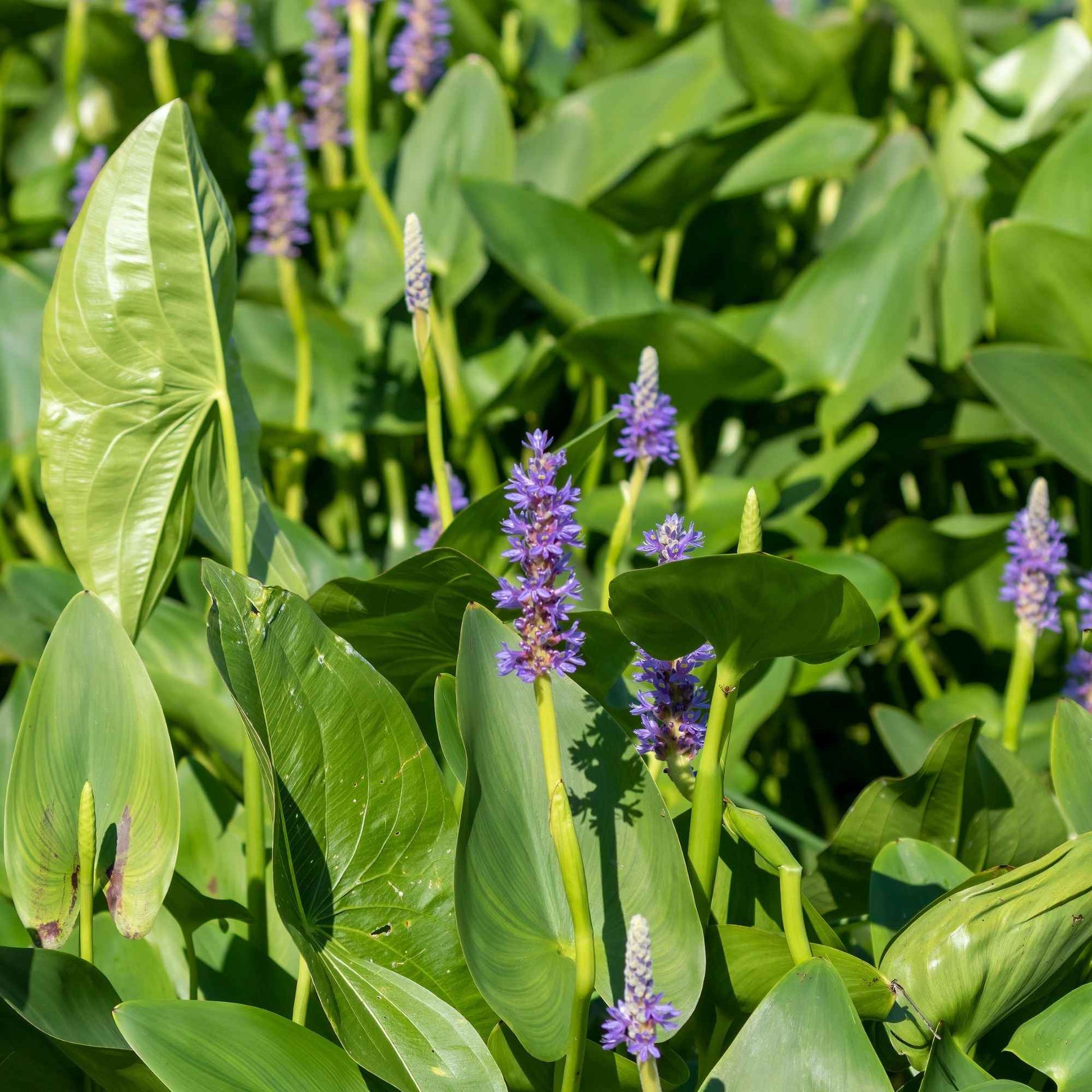 Verkauf Hechtkraut - Pontederia cordata