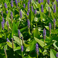 Pontederia cordata - Hechtkraut - Alle Teichpflanzen