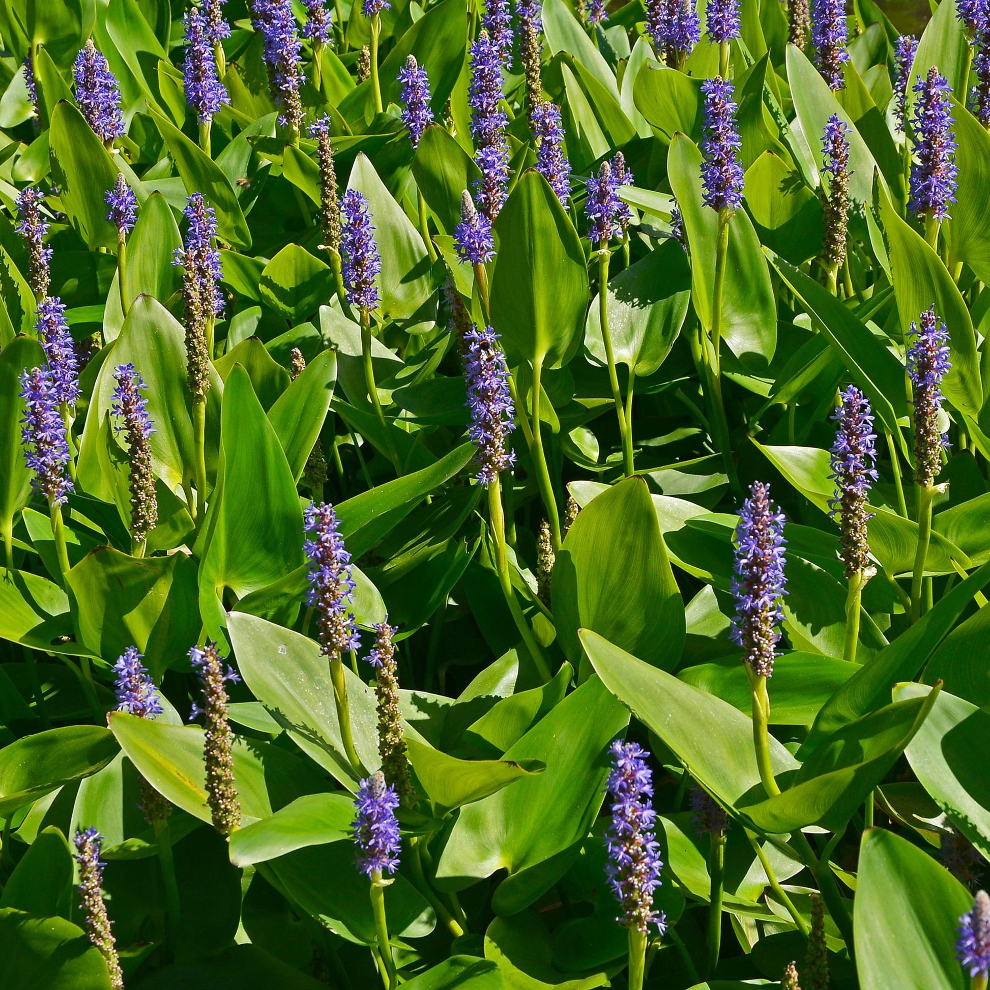 Pontederia cordata - Hechtkraut - Alle Teichpflanzen