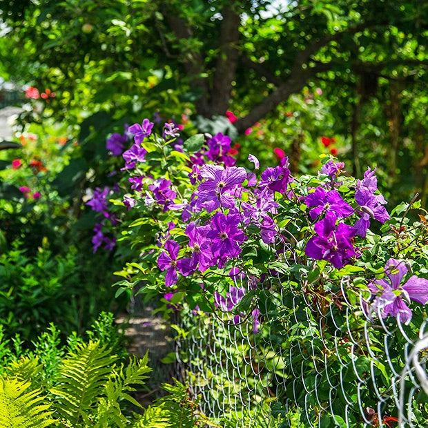 Clematis Président - Waldrebe ‘The President’ - Clematis