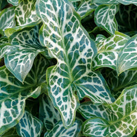 Arum italicum - Italienischer Aronstab (x3) - Aronstab-Zwiebeln