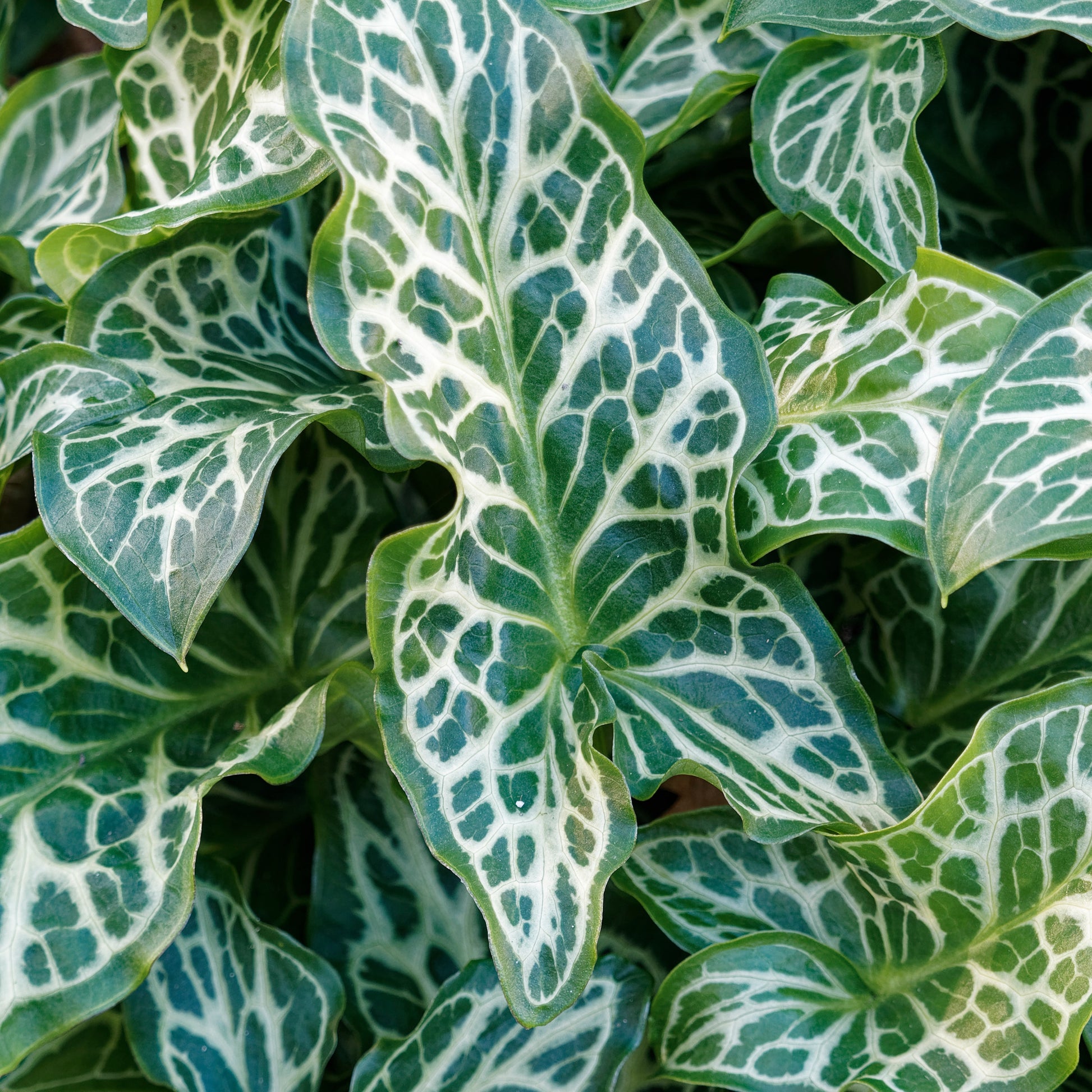 Arum italicum - Italienischer Aronstab (x3) - Aronstab-Zwiebeln