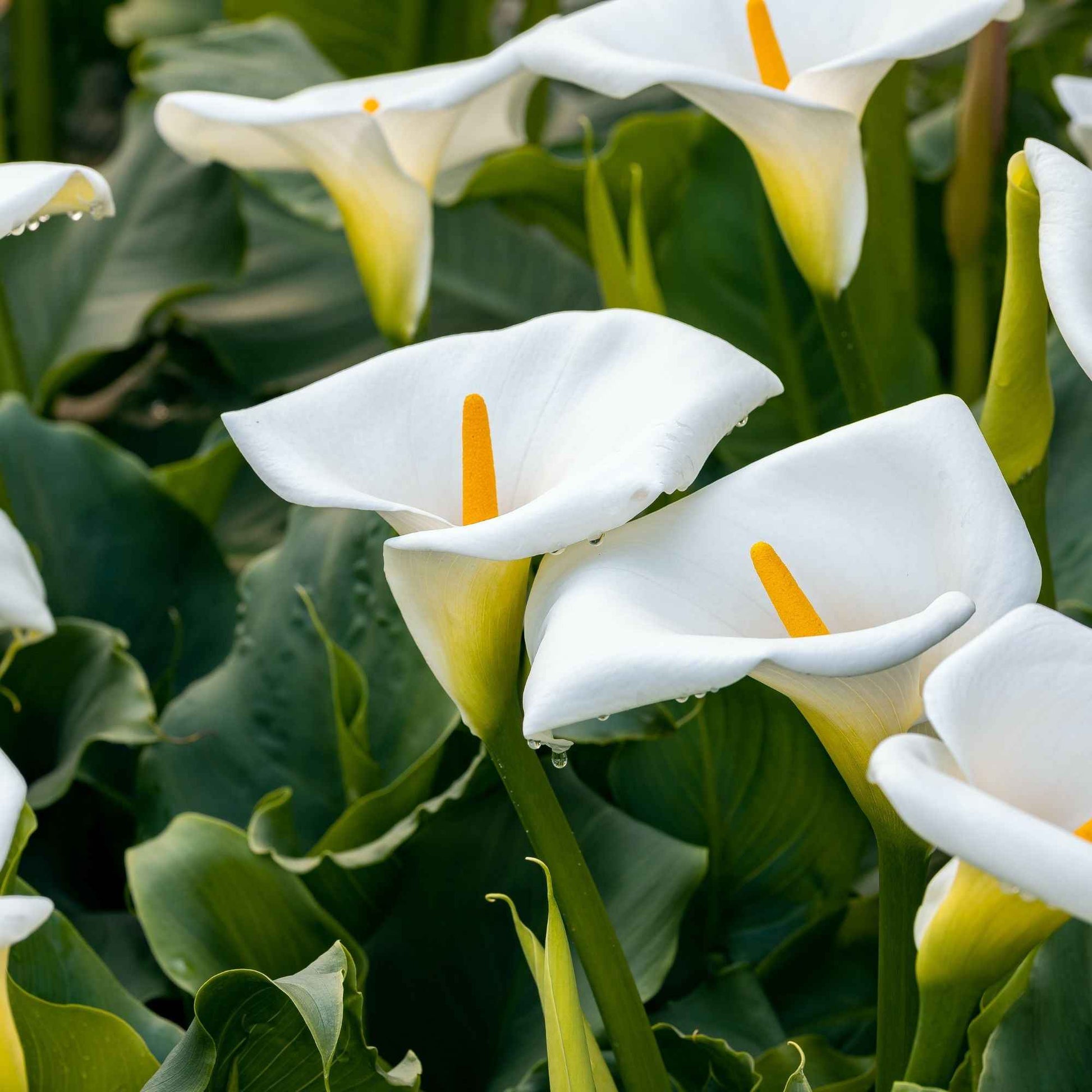 Äthiopische Calla (x2) - Zantedeschia aethiopica - Bakker