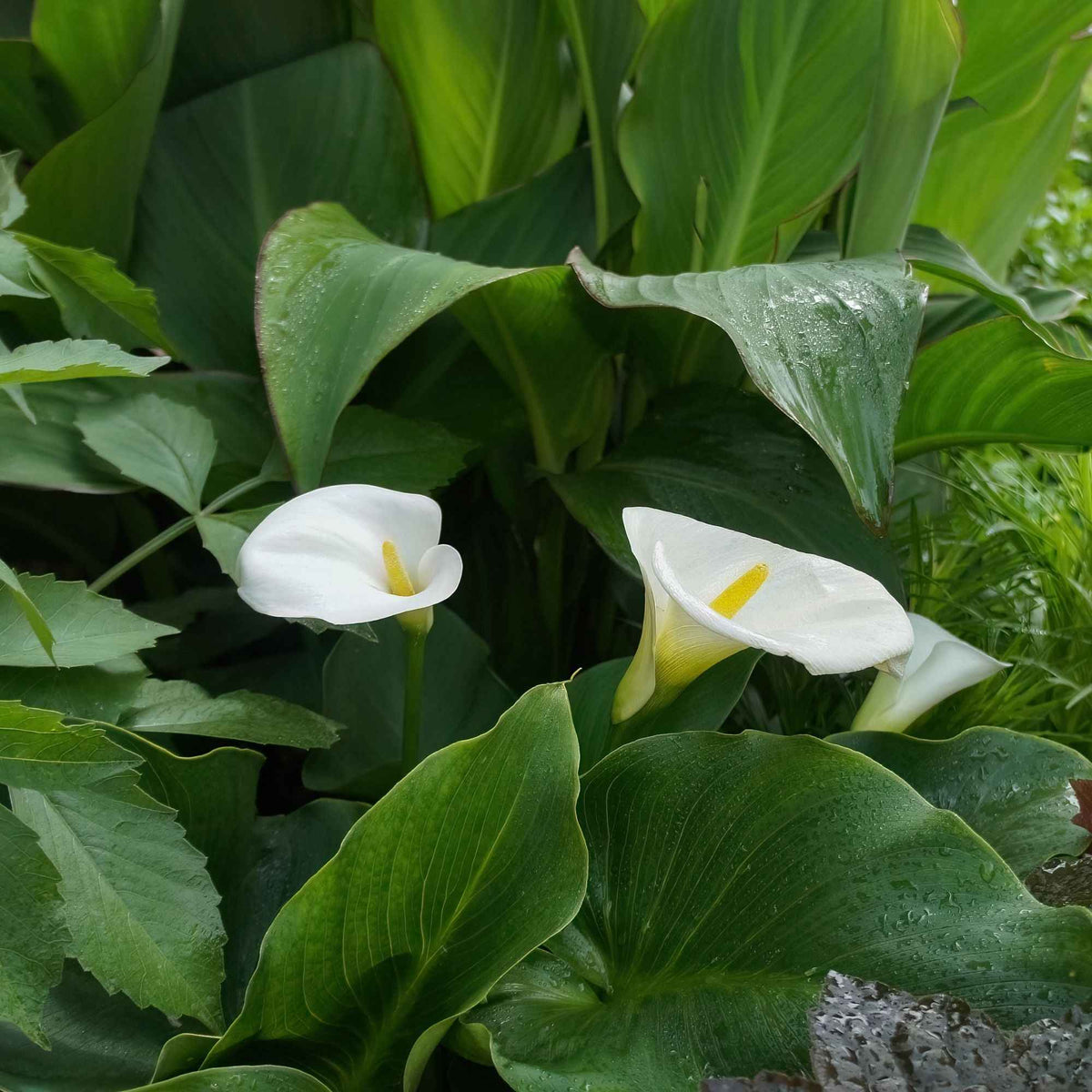 Zantedeschia aethiopica - Äthiopische Calla (x2) - Aronstab-Zwiebeln