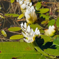 Wasser-Vanille - Aponogeton distachyos - Bakker