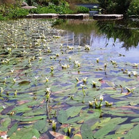 Aponogeton distachyos - Wasser-Vanille - Alle Teichpflanzen