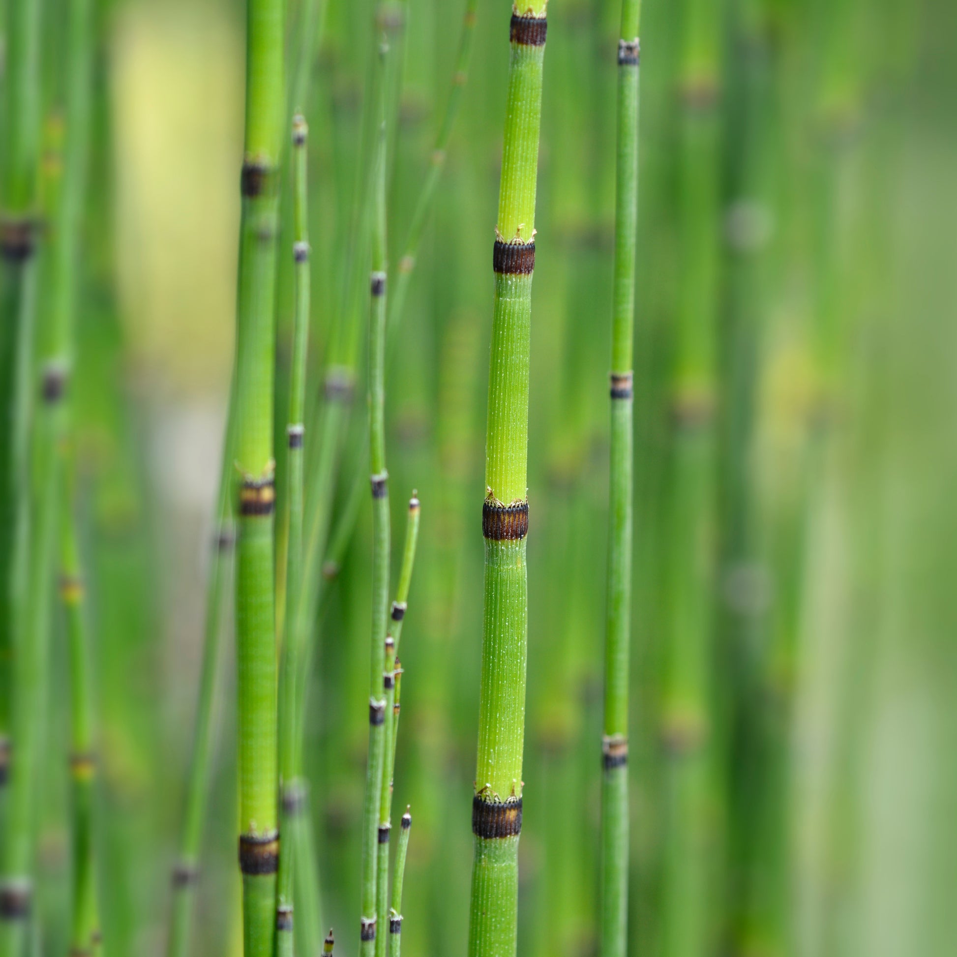 Equisetum japonicum - Japanischer Schachtelhalm - Alle Teichpflanzen
