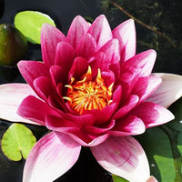 Verkauf Seerose 'Attraction' - Nymphaea 'Attraction'