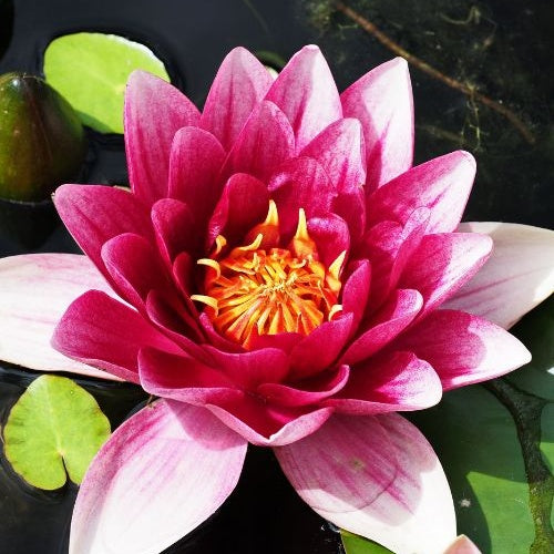 Verkauf Seerose 'Attraction' - Nymphaea 'Attraction'