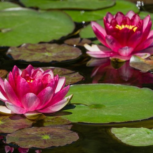 Verkauf Seerose 'Attraction'