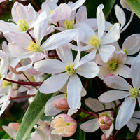 Immergrüne Waldrebe 'Apple Blossom' - Clematis armandii Apple Blossom - Bakker