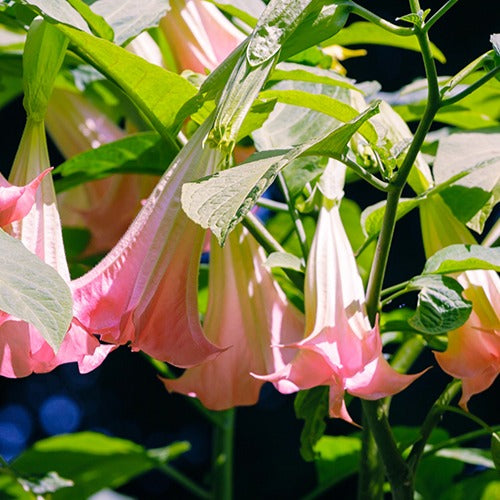 Brugmansia - Engelstrompete 'Tricolor' - Brugmansia