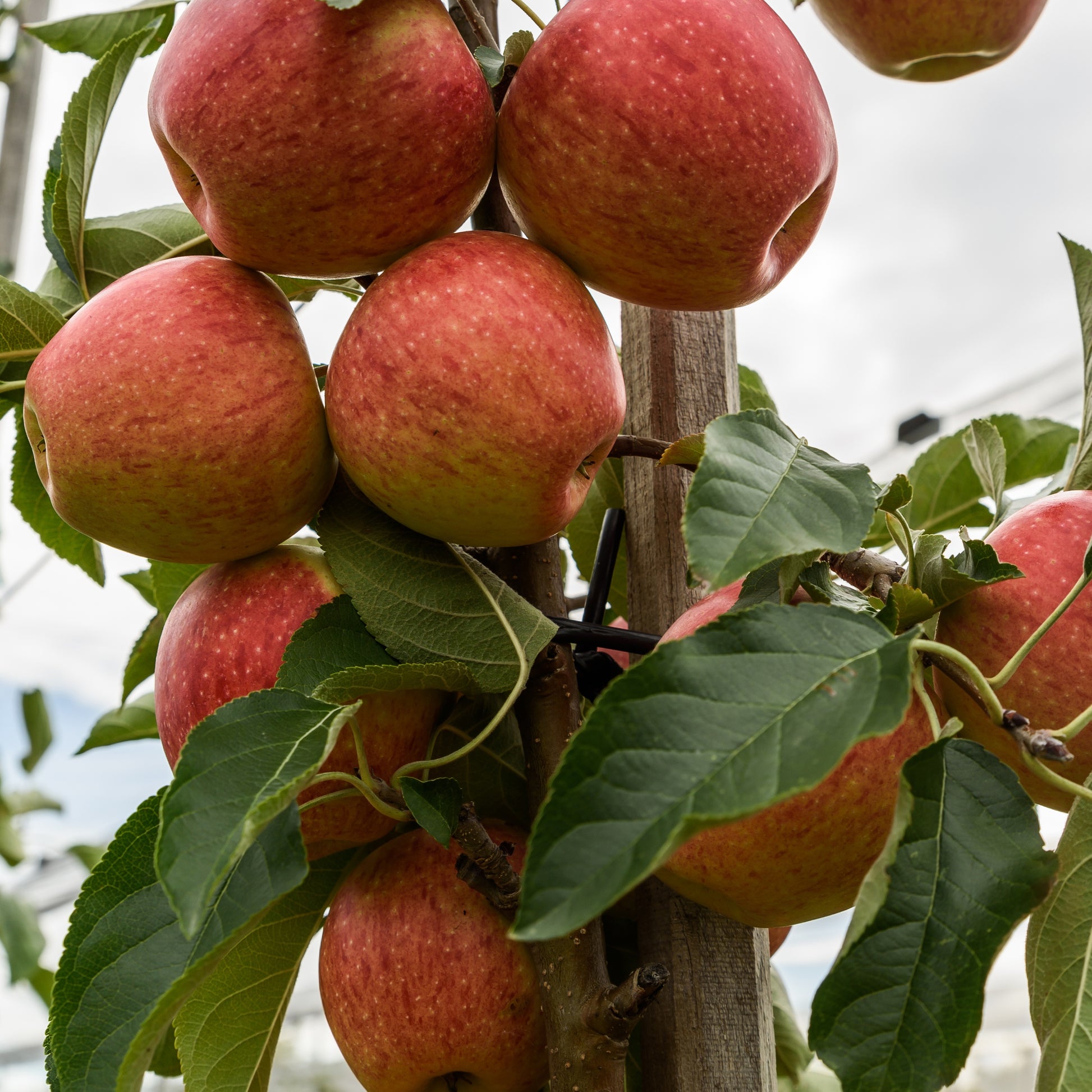 Apfelbaum 'Gala' - Malus domestica Gala - Bakker