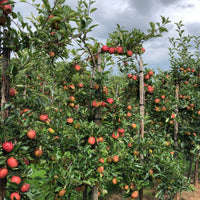 Apfelbäume - Apfelbaum 'Gala' - Malus domestica Gala