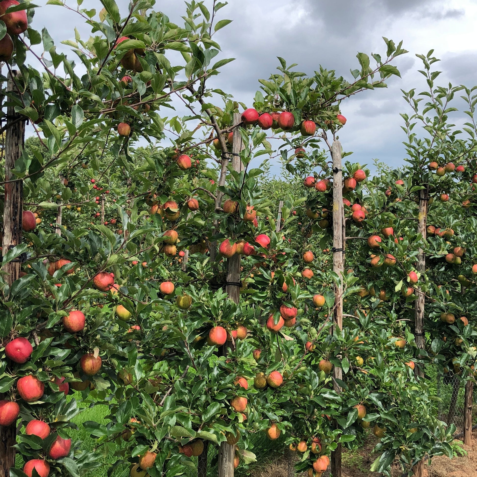 Apfelbäume - Apfelbaum 'Gala' - Malus domestica Gala