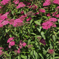 Japanischer Spierstrauch 'Anthony Waterer' - Spiraea japonica Anthony Waterer - Bakker