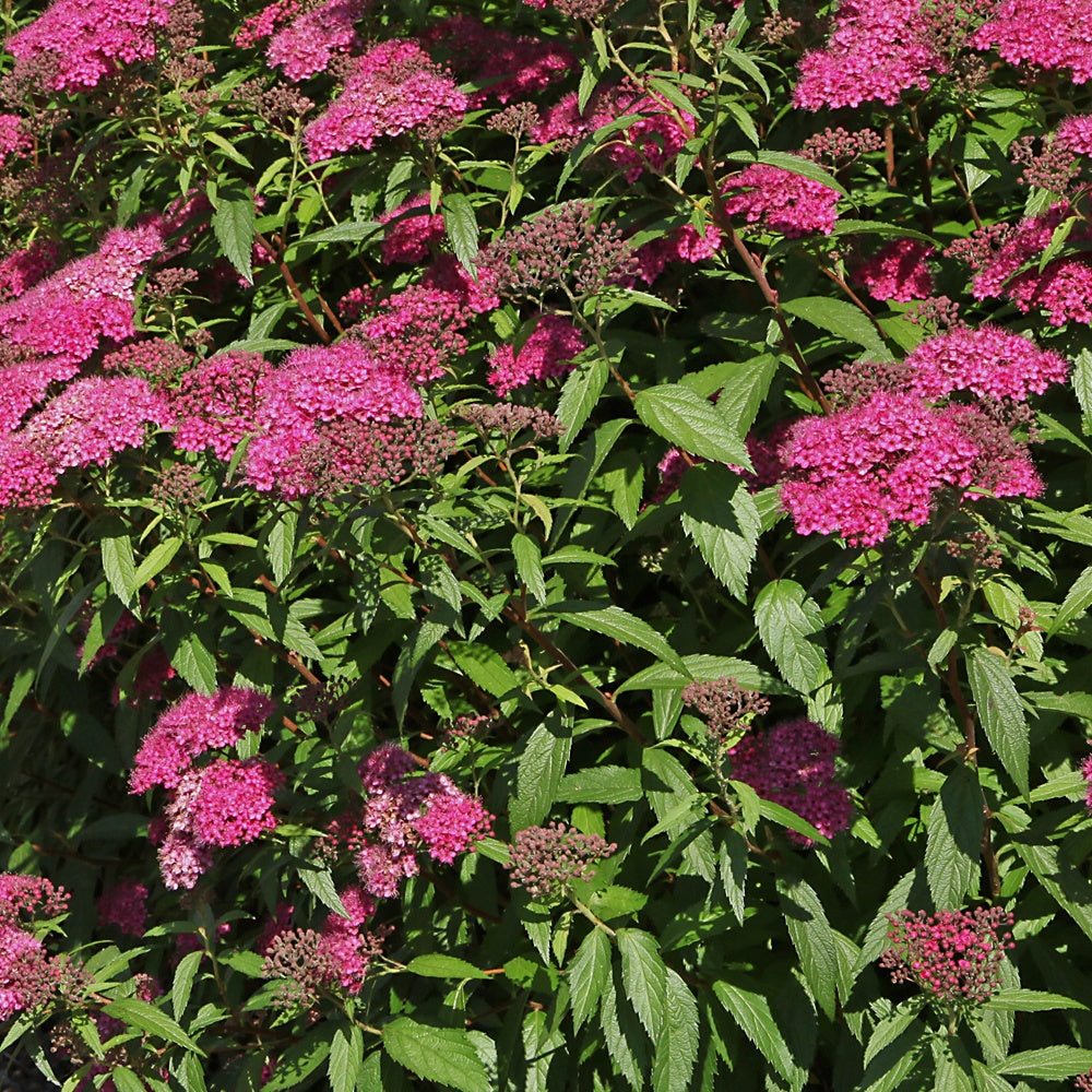 Japanischer Spierstrauch 'Anthony Waterer' - Spiraea japonica Anthony Waterer - Bakker