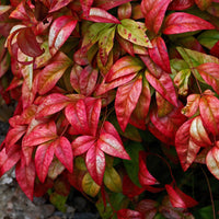 Blühende Sträucher - Himmelsbambus 'Blush Pink' - Nandina domestica Aka Blush Pink