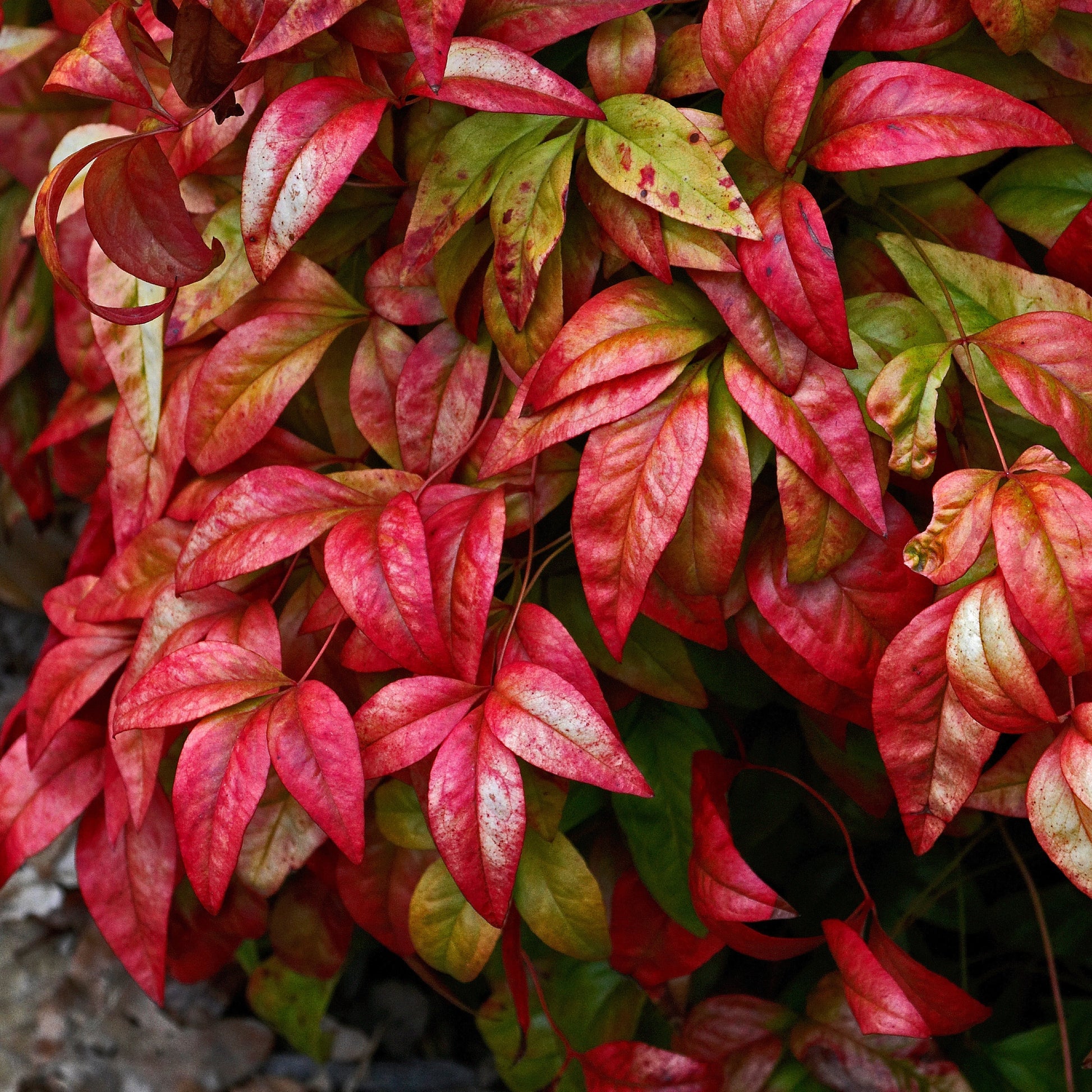Blühende Sträucher - Himmelsbambus 'Blush Pink' - Nandina domestica Aka Blush Pink