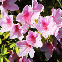 Yakushimanum-Rhododendron ‘Doc’ - Bakker