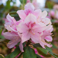Rhododendron - Yakushimanum-Rhododendron ‘Doc’ - Rhododendron yakushimanum Doc
