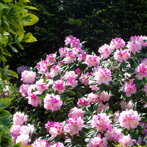 Verkauf Yakushimanum-Rhododendron ‘Doc’ - Rhododendron yakushimanum Doc