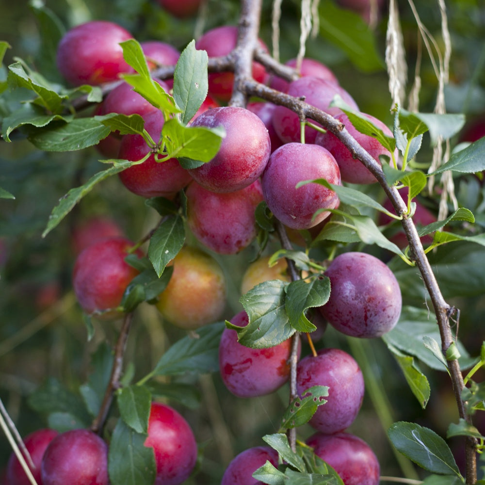Prunus domestica Reine Victoria - Pflaume 'Reine Victoria' - Pflaumenbäume